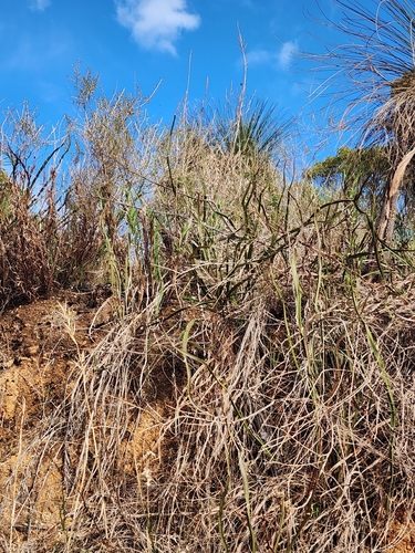 Acacia trigonophylla, photograph 5