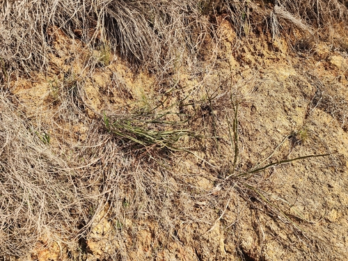 Acacia trigonophylla, photograph 6