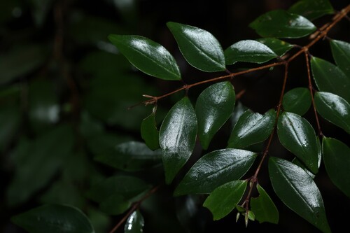Archirhodomyrtus beckleri, photograph 6