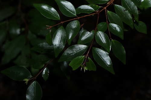 Archirhodomyrtus beckleri, photograph 5