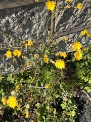 Crepis biennis