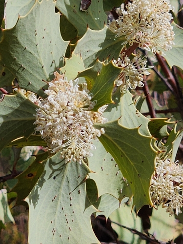 Hakea cristata, photograph 6