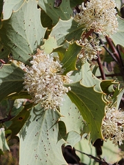 Hakea cristata, photograph (c) Carmon, some rights reserved (CC BY-SA)