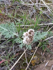 Vesper purpurascens