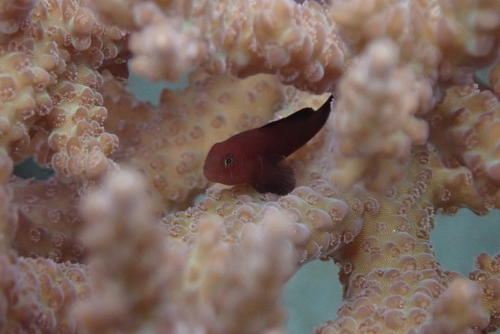 Gobiodon quinquestrigatus observed 2026-03-18