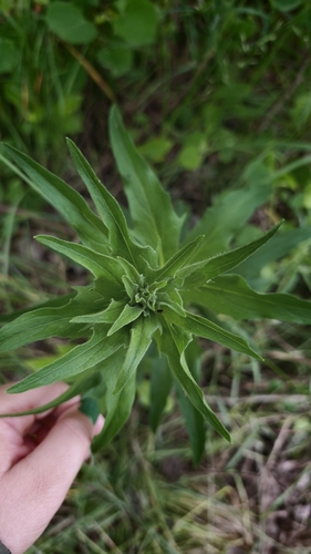 Hieracium laevigatum, photograph 6