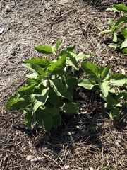 Nicotiana tabacum