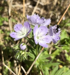 Phacelia purshii