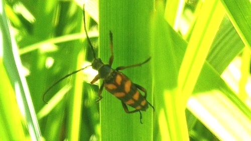 hornet beetle