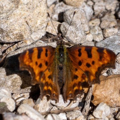 European Comma