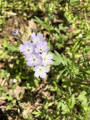 Phacelia purshii