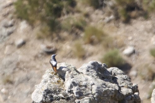 Rufous-tailed Rock-Thrush