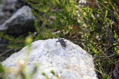 Ribbed Pine Borer