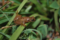 Exerodonta smaragdina