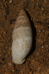 Mastus pupa