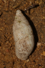 Mastus pupa