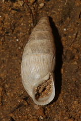 Mastus pupa