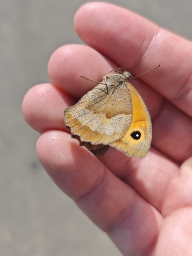 Meadow Brown