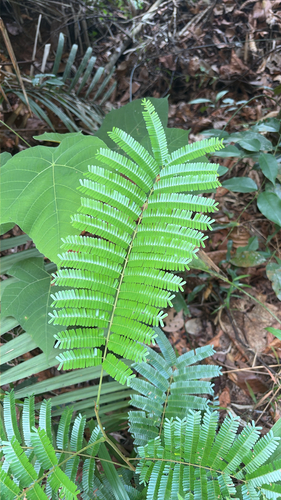 Parkia speciosa observed 2026-06-15