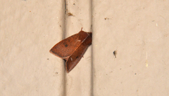 Orthosia transparens