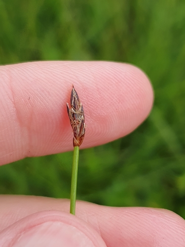 Eleocharis uniglumis, photograph 5