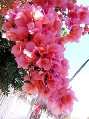 Bougainvillea