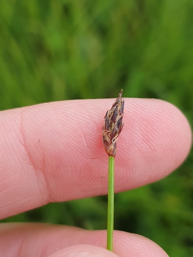Eleocharis uniglumis, photograph 4