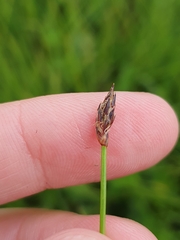 Eleocharis uniglumis, photograph (c) Philokretes, some rights reserved (CC BY)