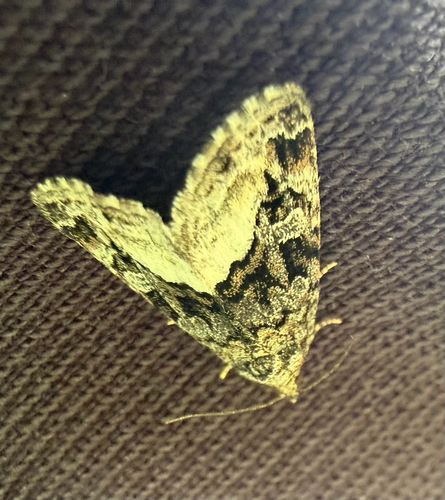 Marbled White-spot