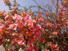 Bougainvillea