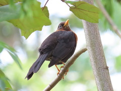 Turdus rufitorques
