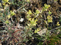 Erysimum crepidifolium