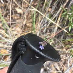 Allophyllum gilioides gilioides
