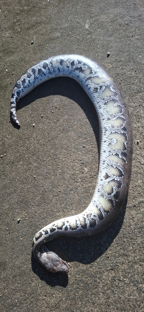 Blood Python (Python curtus)