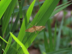 Blepharomastix ranalis