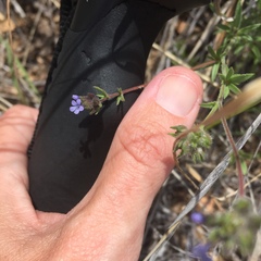 Allophyllum gilioides gilioides