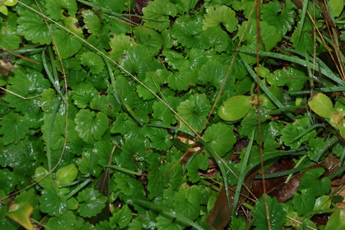 Lobelia trigonocaulis, photograph 5