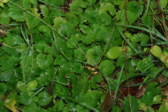 (c) Greg Tasney, some rights reserved (CC BY-SA) Lobelia trigonocaulis, photograph (c) Greg Tasney, some rights reserved (CC BY-SA)