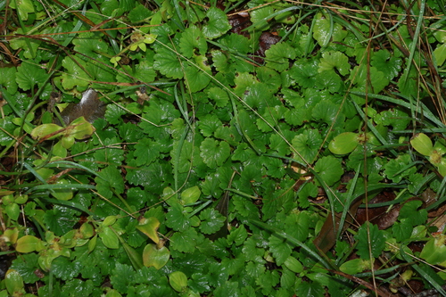Lobelia trigonocaulis, photograph 6