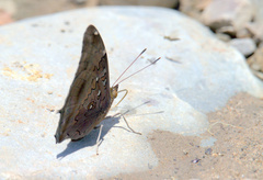 Historis acheronta