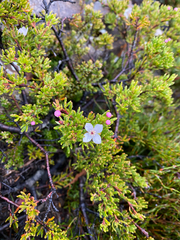 Boronia citriodora, photograph (c) Corey O'Brien, some rights reserved (CC BY)