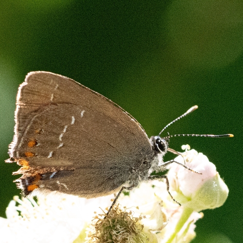 Ilex Hairstreak