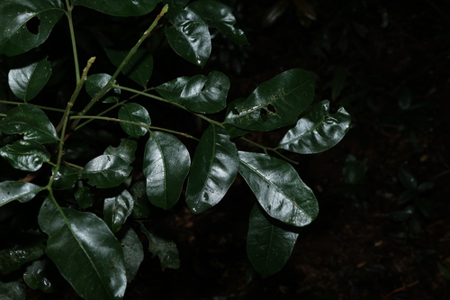 Dysoxylum mollissimum observed 2026-06-14