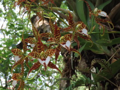 Rhynchostele cordata