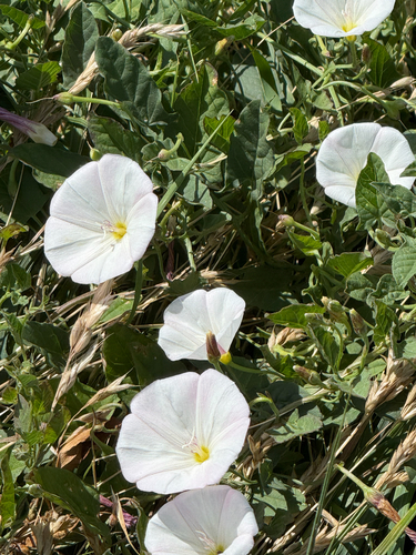 field bindweed