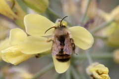 Osmia bicornis