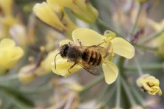 Osmia bicornis