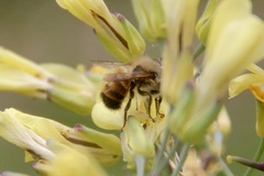 Osmia bicornis