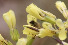Osmia bicornis