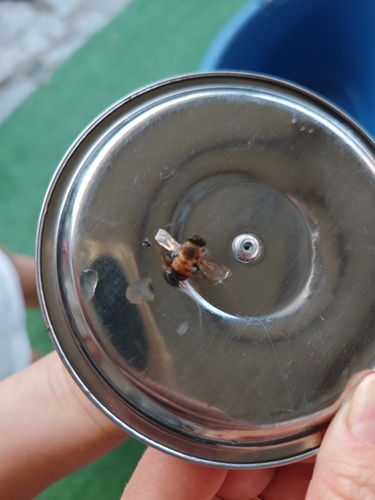 Western Honey Bee
